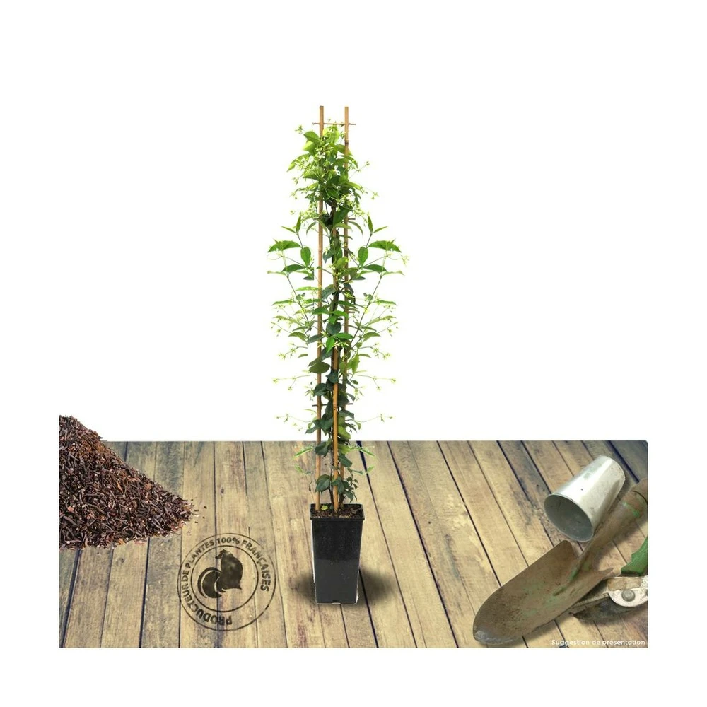 Jasmin étoilé Asiaticum Pink Showers®/pot De 3l - Echelle Bambou 60/120 Cm 2 Jasmin étoilé Asiaticum Pink Showers®/pot De 3l - Echelle Bambou 60/120 Cm – Image 2