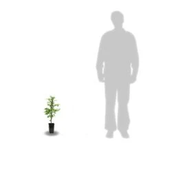 Bignone Radicans Yellow Trumpet/pot De 1l - Tuteur 60 Cm -Ryobi Jardin Boutique 63f4d040d39796.76035925