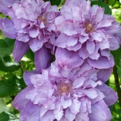 Clématite Vyvyan Pennell/pot De 1,5l - Tuteur Bambou 30/60 Cm -Ryobi Jardin Boutique 63f4d0720a9112.98823519