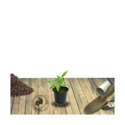Clématite Vyvyan Pennell/pot De 1,5l - Tuteur Bambou 30/60 Cm -Ryobi Jardin Boutique 63f4d072151c97.96590525