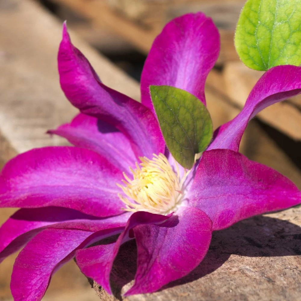 Clématite Pink Champagne 'kakio'/pot De 3l - Echelle Bambou 60/120 Cm 1 Clématite Pink Champagne 'kakio'/pot De 3l - Echelle Bambou 60/120 Cm