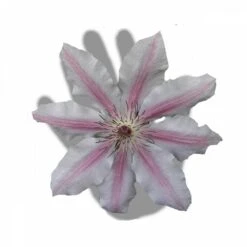 Clématite Nelly Moser/pot De 3l - Echelle Bambou 60/120 Cm -Ryobi Jardin Boutique 63f4d0a8b59644.83287432