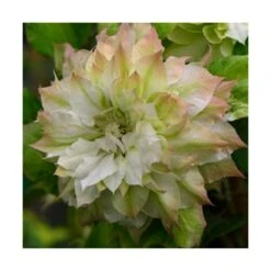 Clématite Sen No Kaze/pot De 1,5l - Tuteur Bambou 30/60 Cm -Ryobi Jardin Boutique 63f4d0b062de82.57315174