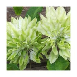 Clématite Sen No Kaze/pot De 1,5l - Tuteur Bambou 30/60 Cm -Ryobi Jardin Boutique 63f4d0b066b099.53417695