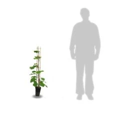 Kiwi Chinensis Solo (autofertile)/pot De 3l - 60/120 Cm -Ryobi Jardin Boutique 63f4d29fa87205.32735292