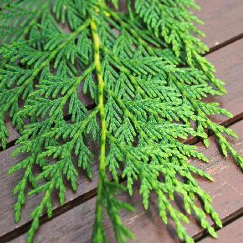 Cyprès De Leyland Leylandii/pot De 5l 1 Cyprès De Leyland Leylandii/pot De 5l