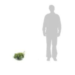 Faux Cyprès Pisifera Sungold/pot De 3l - 20/40 Cm 5 Faux Cyprès Pisifera Sungold/pot De 3l - 20/40 Cm -Ryobi Jardin Boutique 63f4d326a0bb09.02367901