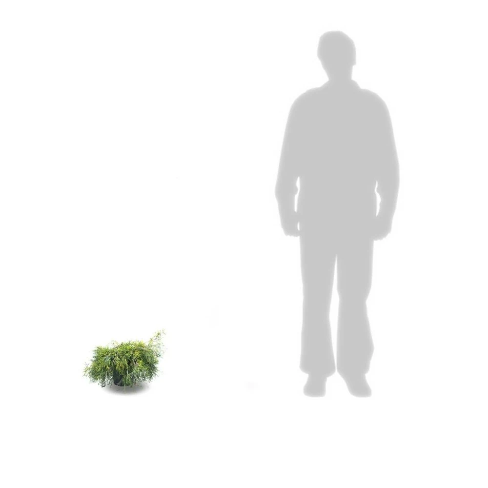 Faux Cyprès Pisifera Sungold/pot De 3l - 20/40 Cm 3 Faux Cyprès Pisifera Sungold/pot De 3l - 20/40 Cm – Image 3