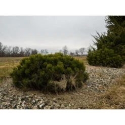 Pin De Montagne Mugo Var. Pumilio/pot De 3l - 20/40 Cm -Ryobi Jardin Boutique 63f4d346bfcc57.31554125