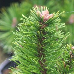 Pin De Montagne Mugo Var. Pumilio/pot De 3l - 20/40 Cm -Ryobi Jardin Boutique 63f4d346ceb991.37651790