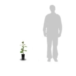 Kiwi Chinensis Tomuri (mâle)/pot De 1,5l - 20/50 Cm 5 Kiwi Chinensis Tomuri (mâle)/pot De 1,5l - 20/50 Cm -Ryobi Jardin Boutique 63f4d5da05cd18.24275131