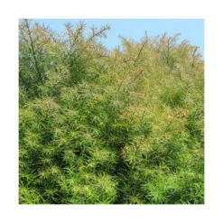 Cèdre Du Japon Japonica Elegans/pot De 3l - 20/40 Cm -Ryobi Jardin Boutique 63f4d5eff1d7c6.01559601