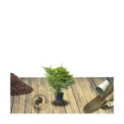 Cèdre Du Japon Japonica Elegans/pot De 3l - 20/40 Cm -Ryobi Jardin Boutique 63f4d5f00502c0.26875910