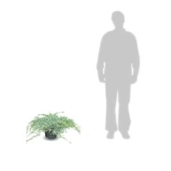 Genévrier écailleux Squamata Blue Carpet/pot De 5l - 40/60 Cm -Ryobi Jardin Boutique 63f4d6076e4c51.14450842