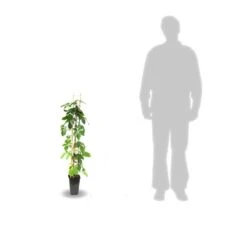 Vigne Vierge Quinquefolia Red Wall® 'troki'/pot De 3l - Echelle Bambou 60/120 Cm -Ryobi Jardin Boutique 63f4d6611db854.28484356