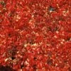 Vigne Vierge Quinquefolia Red Wall® 'troki'/pot De 3l - Echelle Bambou 60/120 Cm