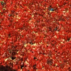 Vigne Vierge Quinquefolia Red Wall® 'troki'/pot De 3l - Echelle Bambou 60/120 Cm