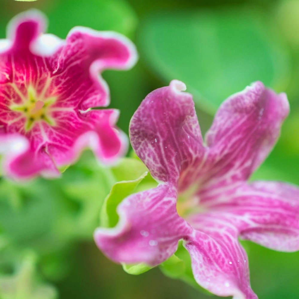 Arauja Sericofera Rosea/pot De 1,5l - Tuteur Bambou 30/60 Cm 2 Arauja Sericofera Rosea/pot De 1,5l - Tuteur Bambou 30/60 Cm – Image 2