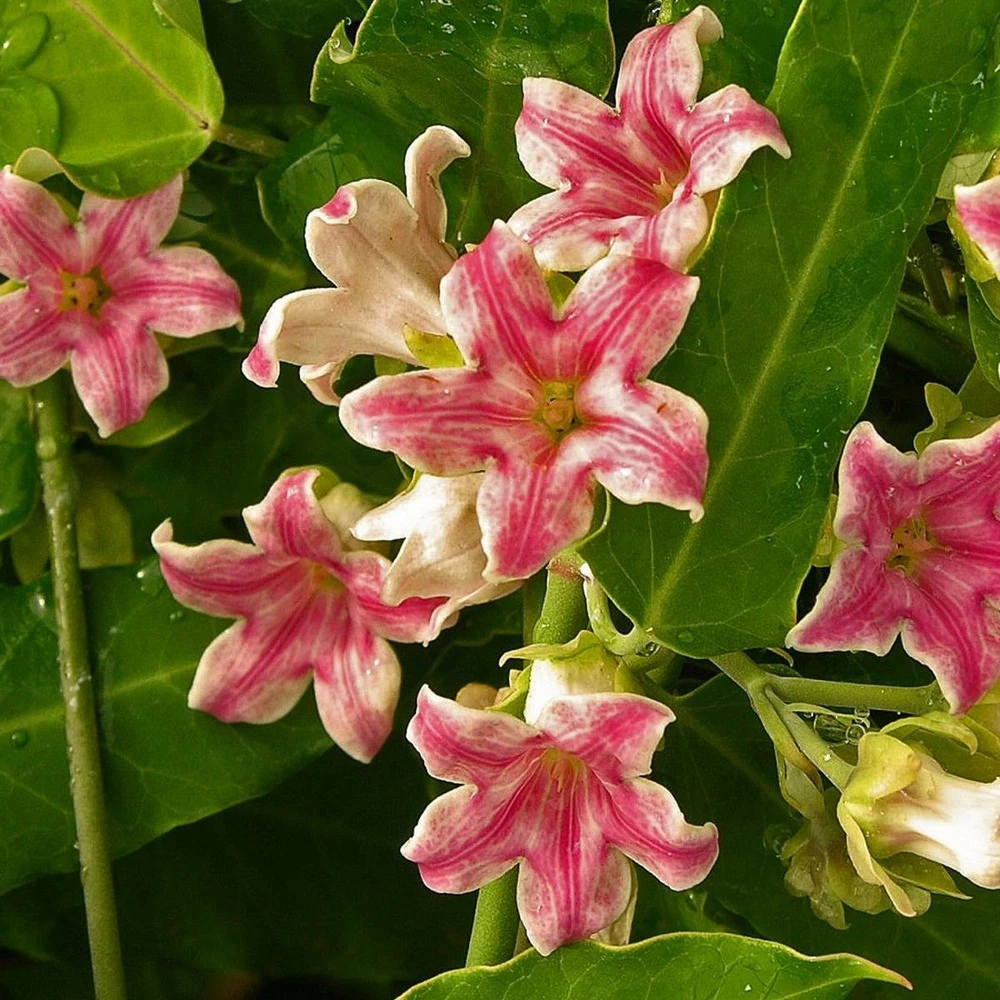 Arauja Sericofera Rosea/pot De 3l - Echelle Bambou 60/120 Cm 1 Arauja Sericofera Rosea/pot De 3l - Echelle Bambou 60/120 Cm