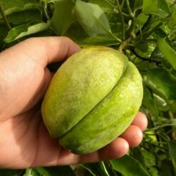 Arauja Sericofera Rosea/pot De 3l - Echelle Bambou 60/120 Cm 5 Arauja Sericofera Rosea/pot De 3l - Echelle Bambou 60/120 Cm -Ryobi Jardin Boutique 63f4d75099f939.06378437