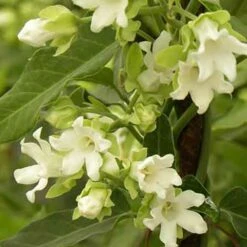 Arauja Sericofera Alba/pot De 1,5l - 20/50 Cm -Ryobi Jardin Boutique 63f4d751d39e29.72290131