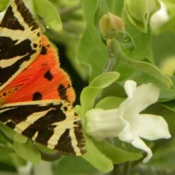 Arauja Sericofera Alba/pot De 1,5l - 20/50 Cm -Ryobi Jardin Boutique 63f4d751d73372.03628653