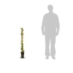 Jasmin étoilé Jasminoïdes Star Of Toscane® 'selbra'/godet - 5/20 Cm -Ryobi Jardin Boutique 63f4d7c8aca0c2.21677996