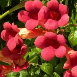 Bignone X Tagliabuana Grenadine 'rutcam'/pot De 1,5l - Tuteur Bambou 30/60 Cm -Ryobi Jardin Boutique 63f4d7d0a45c82.39022646