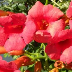 Bignone X Tagliabuana Grenadine 'rutcam'/pot De 1,5l - Tuteur Bambou 30/60 Cm -Ryobi Jardin Boutique 63f4d7d0abe4a8.43578587