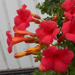 Bignone X Tagliabuana Grenadine 'rutcam'/pot De 1,5l - Tuteur Bambou 30/60 Cm -Ryobi Jardin Boutique 63f4d7d0b66d96.15094678