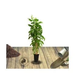 Bignone X Tagliabuana Grenadine 'rutcam'/pot De 1,5l - Tuteur Bambou 30/60 Cm -Ryobi Jardin Boutique 63f4d7d0bb76f5.42163305