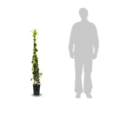 Bignone Capreolata Tangerine Beauty/pot De 1,5l - Tuteur Bambou 30/60 Cm -Ryobi Jardin Boutique 63f4d7d68f4224.31305278