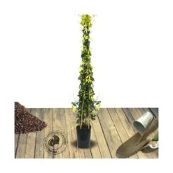 Bignone Capreolata Tangerine Beauty/pot De 1,5l - Tuteur Bambou 30/60 Cm -Ryobi Jardin Boutique 63f4d7d6984797.98316829