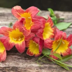 Bignone Capreolata Tangerine Beauty/pot De 1,5l - Tuteur Bambou 30/60 Cm