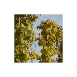 Houblon Doré Aureus/pot De 1,5l - 10/20 Cm -Ryobi Jardin Boutique 63f4d7d92661e6.52248859