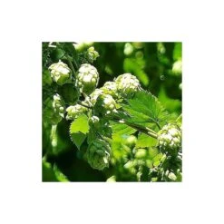 Houblon Doré Aureus/pot De 1,5l - 10/20 Cm -Ryobi Jardin Boutique 63f4d7d9321459.56238325