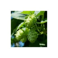 Houblon Doré Aureus/pot De 1,5l - 10/20 Cm -Ryobi Jardin Boutique 63f4d7d9397a81.13001186