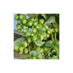 Houblon Doré Aureus/pot De 1,5l - 10/20 Cm -Ryobi Jardin Boutique 63f4d7d93d73e1.38988040