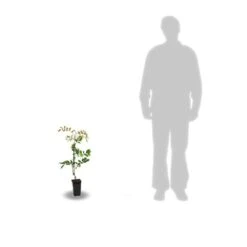 Glycine De Chine Sinensis/pot De 2l - 60 Cm 5 Glycine De Chine Sinensis/pot De 2l - 60 Cm -Ryobi Jardin Boutique 63f4d7e58ff340.86883666