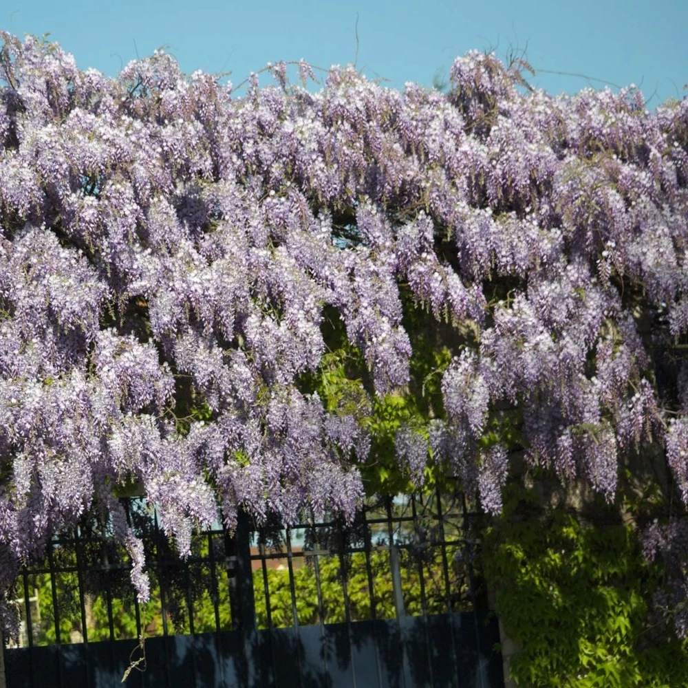 Glycine De Chine Sinensis/pot De 2l - 60 Cm 1 Glycine De Chine Sinensis/pot De 2l - 60 Cm