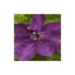 Clématite Amethyst Beauty™ 'evipo043'/pot De 1,5l - Tuteur Bambou 30/60 Cm -Ryobi Jardin Boutique 63f4d7e6f3d699.74381995