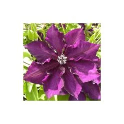 Clématite Amethyst Beauty™ 'evipo043'/pot De 1,5l - Tuteur Bambou 30/60 Cm -Ryobi Jardin Boutique 63f4d7e70c0960.08087946