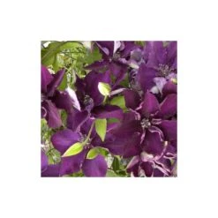 Clématite Amethyst Beauty™ 'evipo043'/pot De 1,5l - Tuteur Bambou 30/60 Cm -Ryobi Jardin Boutique 63f4d7e71b7a51.20350608
