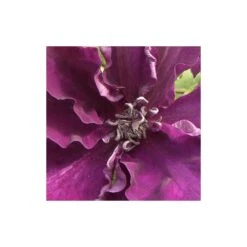 Clématite Amethyst Beauty™ 'evipo043'/pot De 1,5l - Tuteur Bambou 30/60 Cm -Ryobi Jardin Boutique 63f4d7e71f0789.64892826