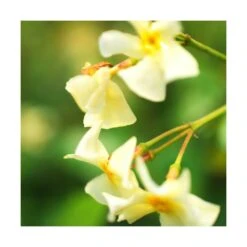 Jasmin étoilé Jasminoïdes Star Of Toscane® 'selbra'/pot De 2l - Tuteut Bambou 90 Cm