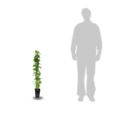 Clématite Mrs N. Thompson/pot De 3l - Echelle Bambou 60/120 Cm -Ryobi Jardin Boutique 63f4d7f2189942.08060219