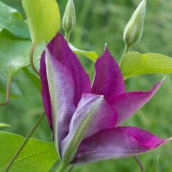 Clématite Picardy™ 'evipo024'/pot De 1,5l - Tuteur Bambou 30/60 Cm -Ryobi Jardin Boutique 63f4d7f9217e01.06139563