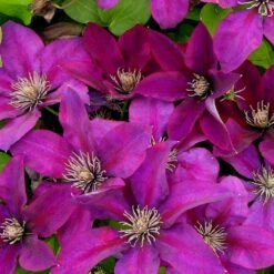 Clématite Picardy™ 'evipo024'/pot De 1,5l - Tuteur Bambou 30/60 Cm -Ryobi Jardin Boutique 63f4d7f9319c40.46305442