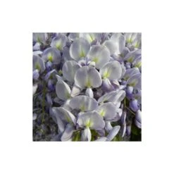 Glycine De Chine Sinensis/pot De 10l - 400/500 Cm Sur Ficelle -Ryobi Jardin Boutique 63f4d7ff3694a1.83214454