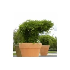 Glycine De Chine Sinensis/pot De 10l - 400/500 Cm Sur Ficelle -Ryobi Jardin Boutique 63f4d7ff44d7a8.85644772